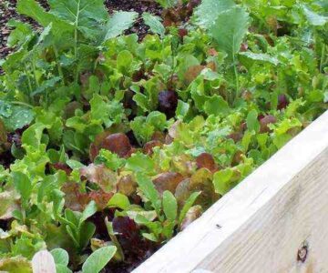 How to Grow and Prepare the Best Summer Salad Image